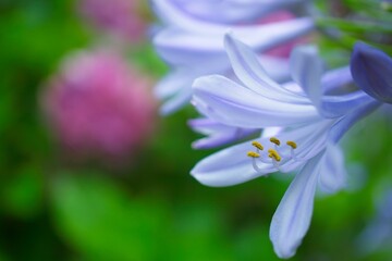 Fototapeta premium アガパンサス マクロ撮影