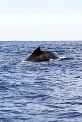 Fototapeta premium View of whale in La Reunion