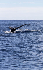 Obraz premium View of whale in La Reunion
