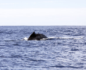 Fototapeta premium View of whale in La Reunion
