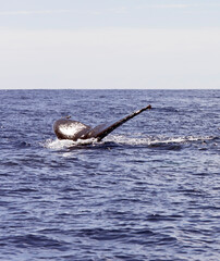 Fototapeta premium View of whale in La Reunion