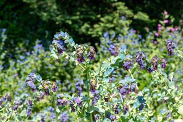 Obraz premium Honeywort (cerinthe major) flowers in bloom