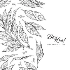 Bay leaf plant, hand drawn banner or square poster, sketch vector illustration on white background.