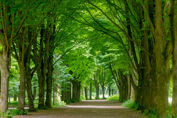 Spring landscape with pathway through the wood, Young green leaves on the tree, Rows of big trees trunks along the walkways, Amsterdamse Bos (Forest) A park in Amstelveen and Amsterdam, Netherlands.