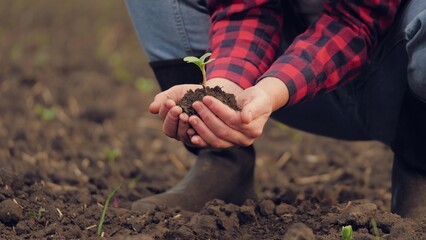 hand sprout field, farmer land soil, seedling fresh green farm field, agriculture business, farming concept care man holding field planting sunset beginning ecology protection grass teamwork farmers
