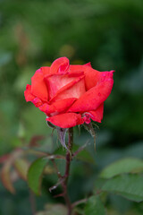 Red rose in the garden on a summer day.