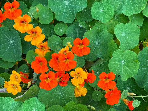 Nasturtiums 2