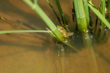オタマジャクシが成長してカエルに変態