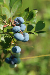 熟成した食べ頃のブルーベリー
