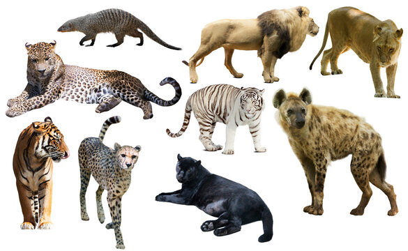 African predator animals isolated over white background, mainly Felidae