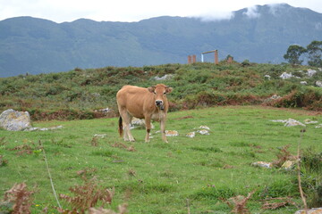 Vaca en Asturias