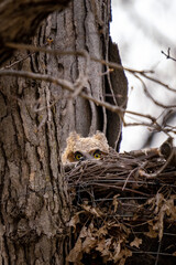 Owlet peeking from a treetop nest