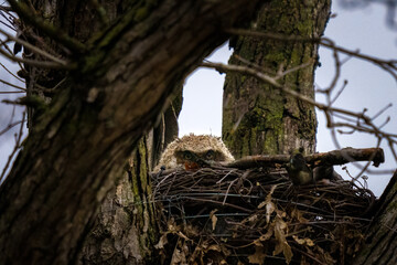 Owlet peeking from a treetop nest
