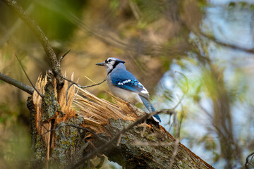 blue jay on a branch