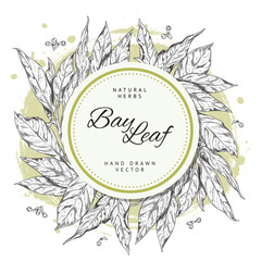 Bay leaf hand drawn banner with space for text, sketch vector illustration isolated on white background.