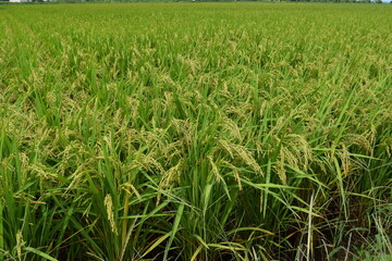 膨らみ始めた稲穂