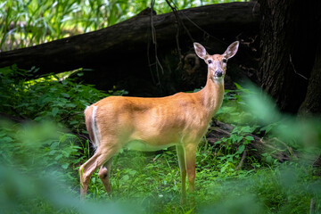 Naklejka na ściany i meble female deer in the woods