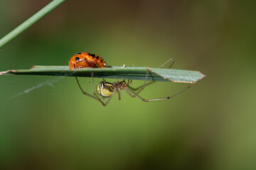 The spider and its victim. A spider sits on the underside of a leaf. At the top of the leaf is the larva of a ladybird. The larva has no idea of ​​the danger.