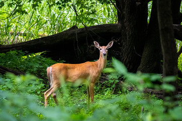 Naklejka na ściany i meble female deer in the woods