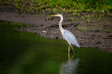 Naklejka premium great blue heron wading into the river to fish