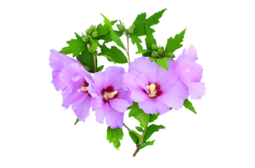 Blooming hibiscus branch isolated on transparent background. Hibiscus syriacus. Oiseau Bleu.