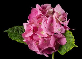 Inflorescence of the pink flowers of hydrangea, isolated on black background