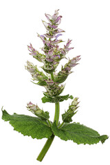 Inflorescences clary sage, lat. Salvia sclarea, isolated on white background