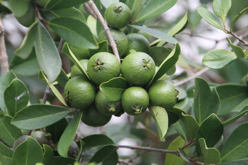 planta fruta araçá - Psidium cattleianum