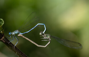 Two blue feather dragonflies (Platycnemis) making love. The dragonflies form a love ring in the...
