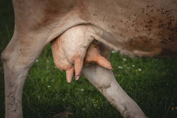 Selective blur on cow udders on a cow walking in a grass pasture in a rural agricultural environment, in a farm specialized milk production and bovine.