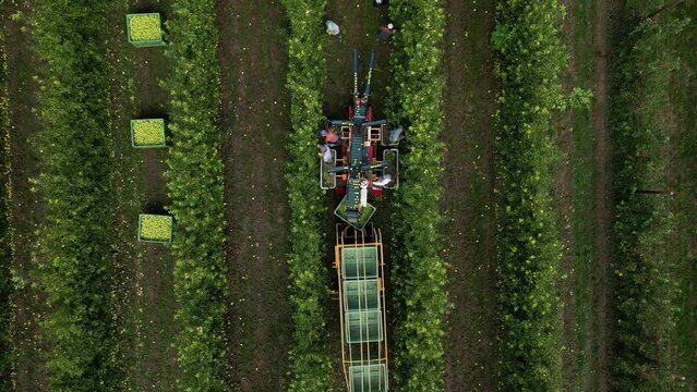 Aerial view apple picking machine with farm workers in orchard. Drone shot of apple harvest with automatic picking machine in apple orchard