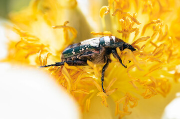 Na fotografii widać malutkiego robaka z rodziny Kruuszczycowatych, jest nim chrabąszcz. 