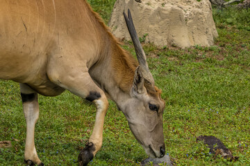 antelope in the grass © Suzanna