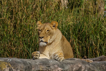 Obraz premium lioness in the grass