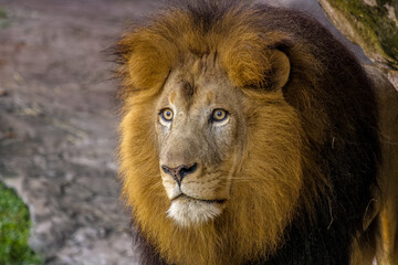 portrait of a lion