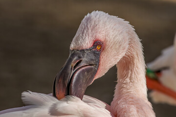 close up of a pink flamingo