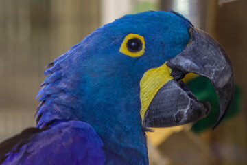 blue and yellow macaw