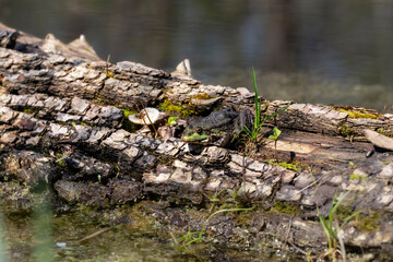 Common frog in the wild.A green frog is resting on a log in the pond basking in the sun.Frog in natural habitat.