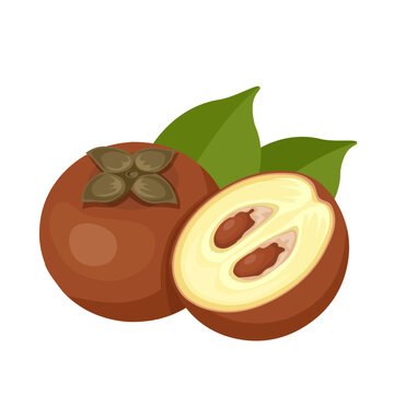 Vector illustration, Diospyros blancoi, commonly known as velvet apple, or velvet persimmon, isolated on white background.