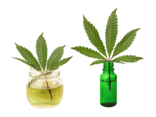 Marijuana or Cannabis ruderalis leaf and oil on transparent background.