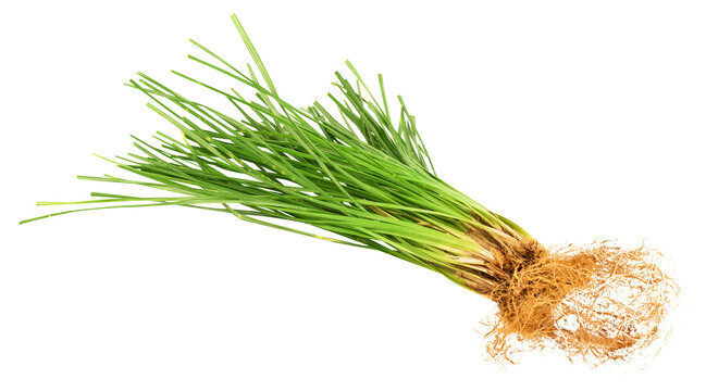 Vetiver grass or Vetiveria zizanioides trees on transparent background.