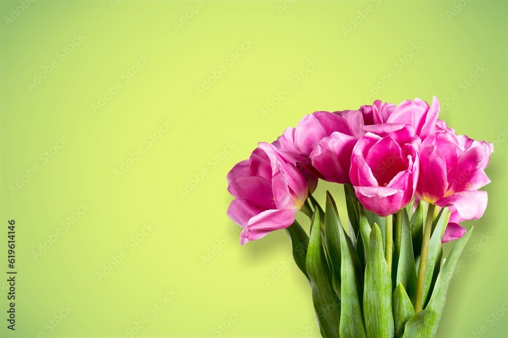 Canvas Prints mother's day. fresh colored tulips flowers