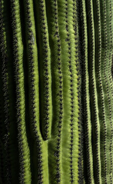 USA, Arizona, Tucson, Close-up of green cactus with rows on thorns