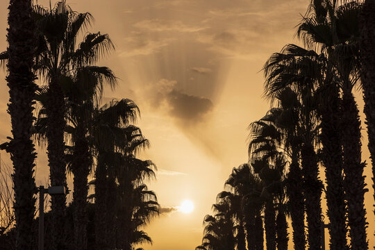 Spain, Valencia, Silhouettes of palm trees and sun glowing on sky