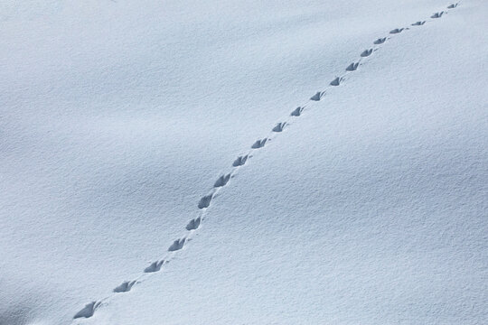 Pattern of animal tracks in snow