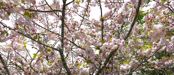 Cherry blossoms with transparent background.