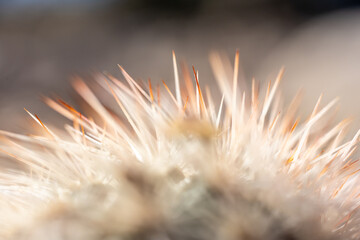 Narrow Focus Of Orange Tips On Small Cactus