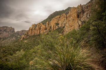 Nolina Plant Along Trail In The Chisos Mountains Of Big Bend
