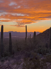 Orange Sunset Lights Clouds Over Saguaro Cacti