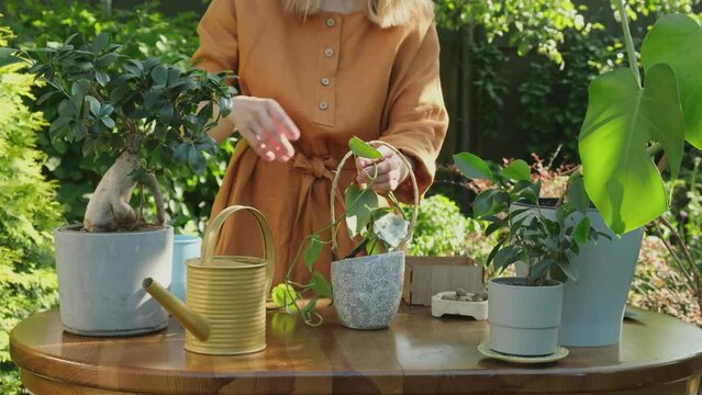 Gardening. Young woman replanting houseplant into new flowerpot in back yard garden. 